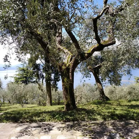 Nell'uliveto